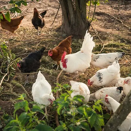 Agroturystyka ,,z Pastwiska Na Talerz